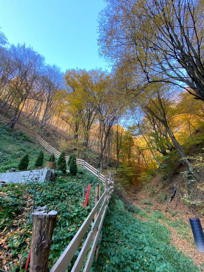 Bed & Breakfast Casuta Din Padure Hunedoara