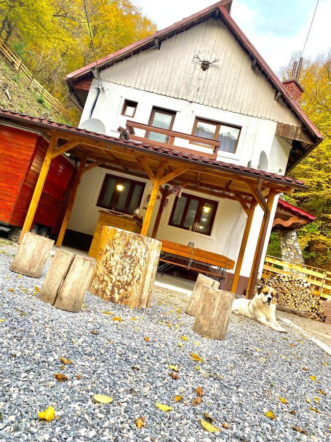 Casuta Din Padure Bed & Breakfast